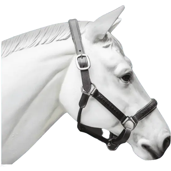 White Hobby Horse on a Stick Leather Bridle With Nameplate Halter Comb  Brush Carrot Equine Passport for Hobbyhorsing 